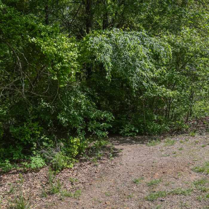 Near Moonshiners Cave Trail