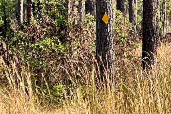 Livingston Trail