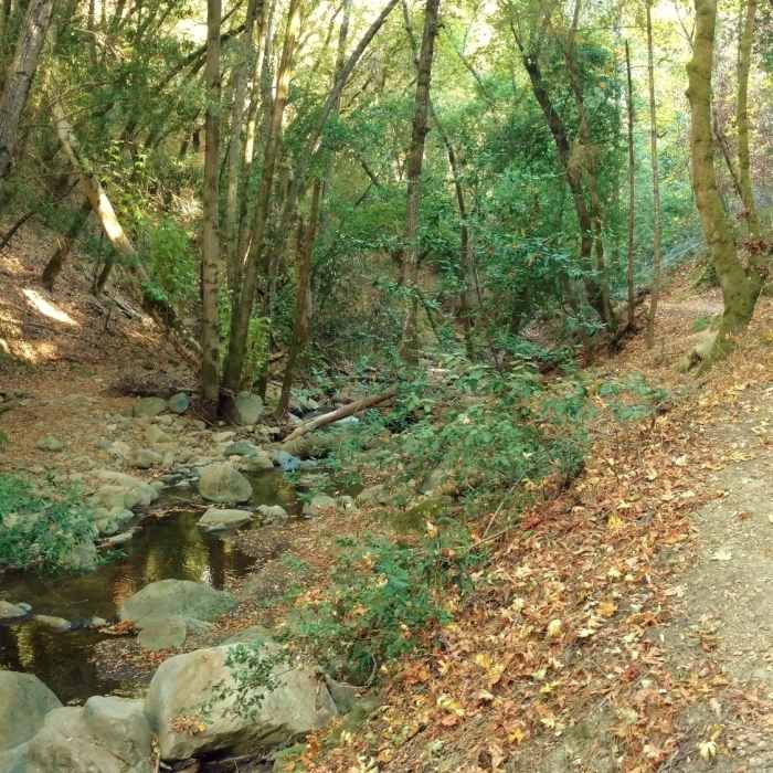 Near Uvas Creek Trail
