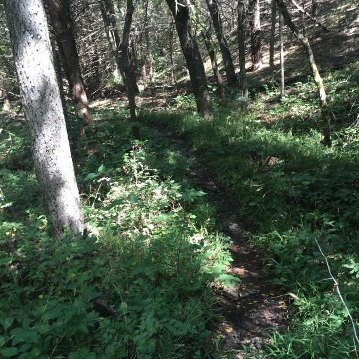 More vegetation on the trail. Near Fancy Creek Mountain Bike Trail