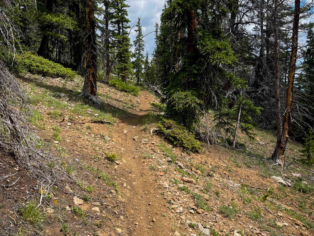 Sheep Mountain Interconnect Trail #740  trail photo