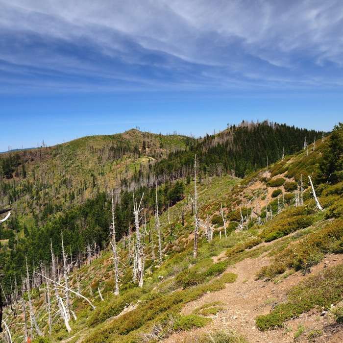 Near Fish Hook Interpretive Trail #1180