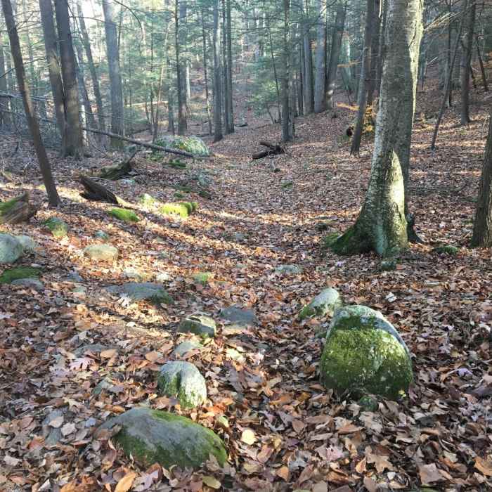 Near Black Ash Mountain Loop