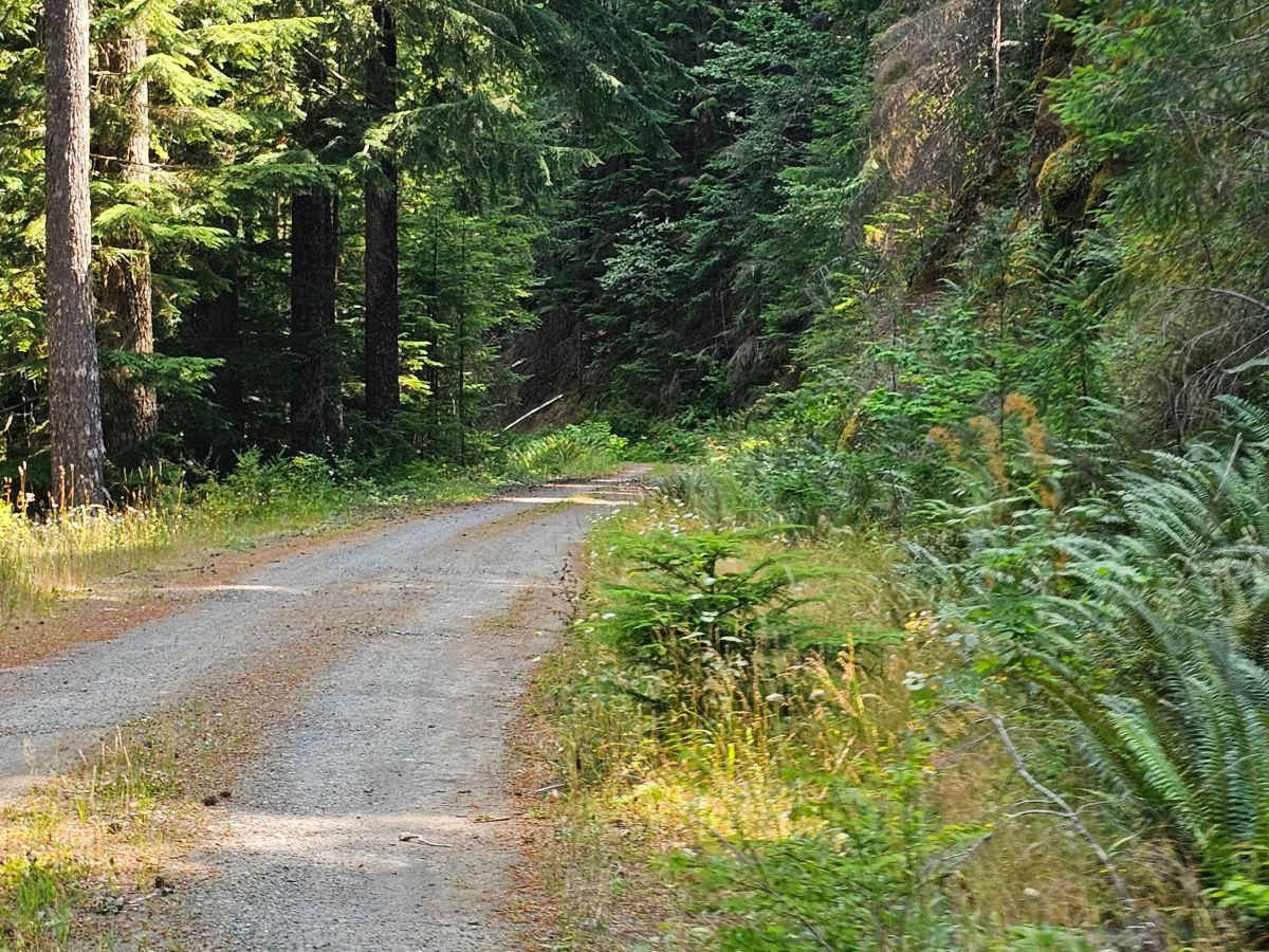 Marten photo 6