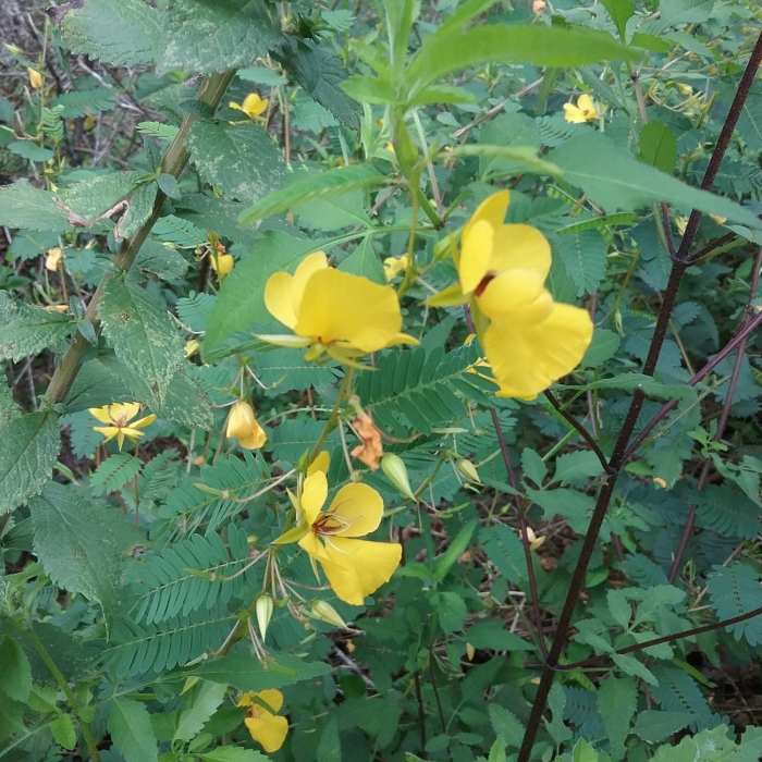 Near Hinshaw Greenway