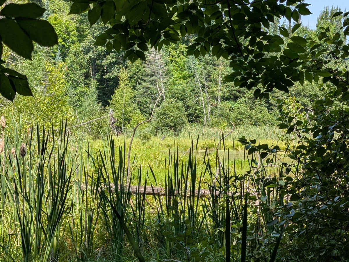 FS 4549 trail photo