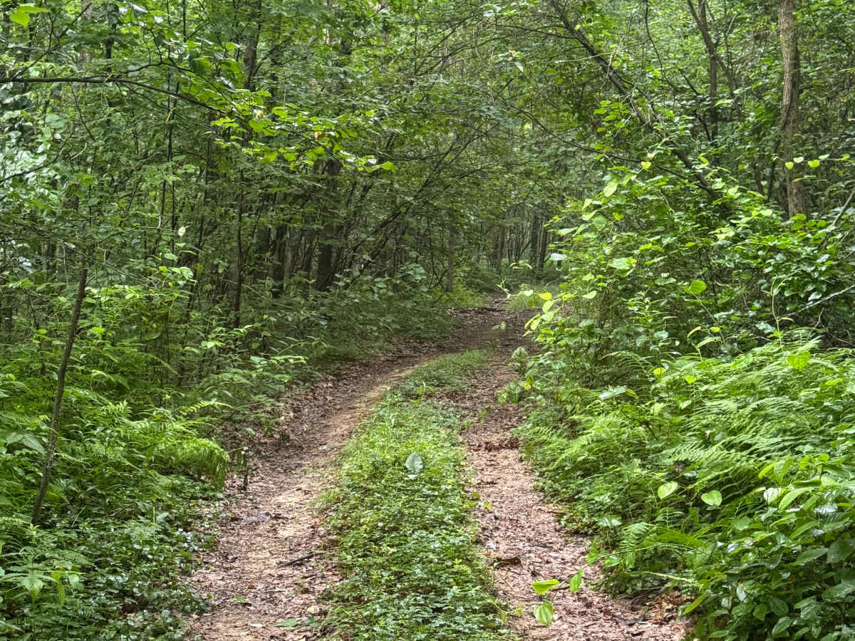 Trail 58 photo 3