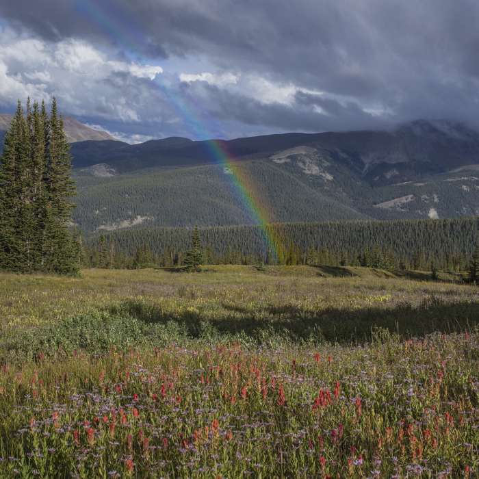 Rainbows and paint brushes Near Spruce Creek Road #800
