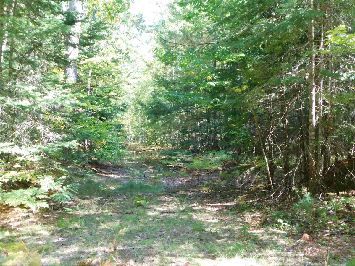 Culhane Grade Trail photo 5
