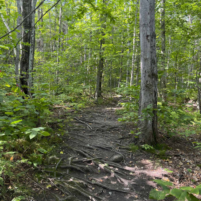Near Sabattus Mountain Loop Trail