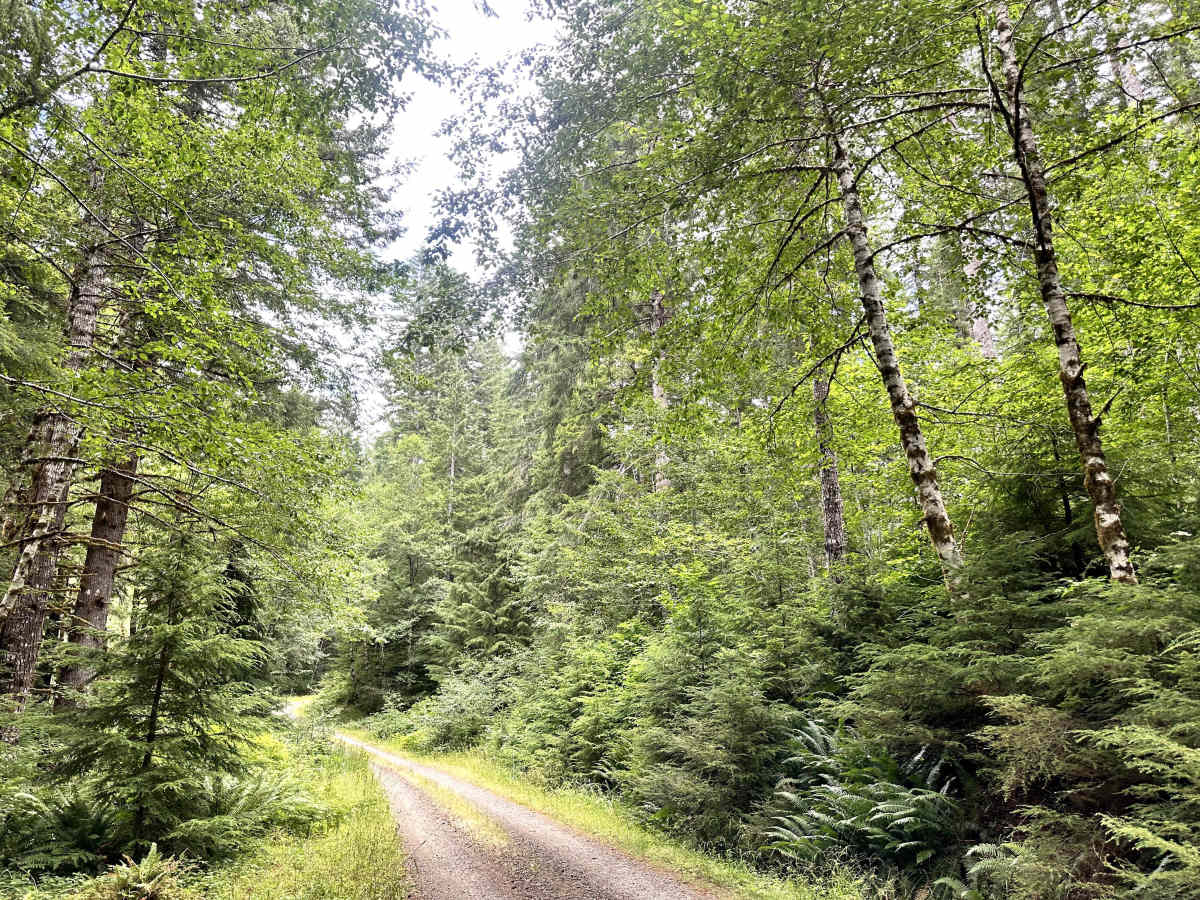 Ellis Road trail photo