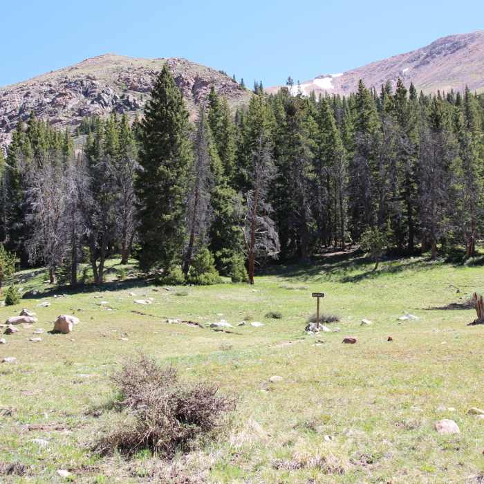 Near Watrous Gulch Trail #95