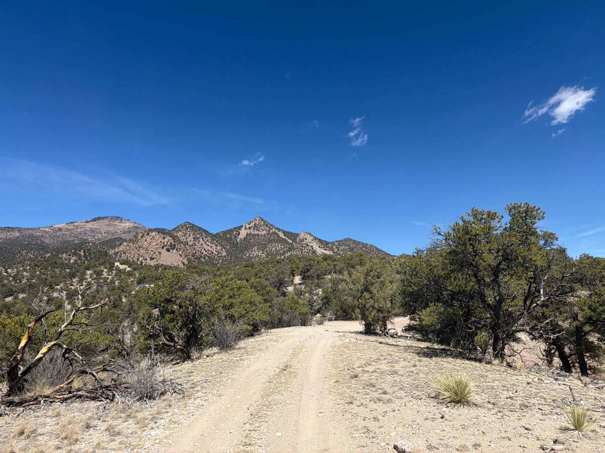 BLM 5965A photo 3