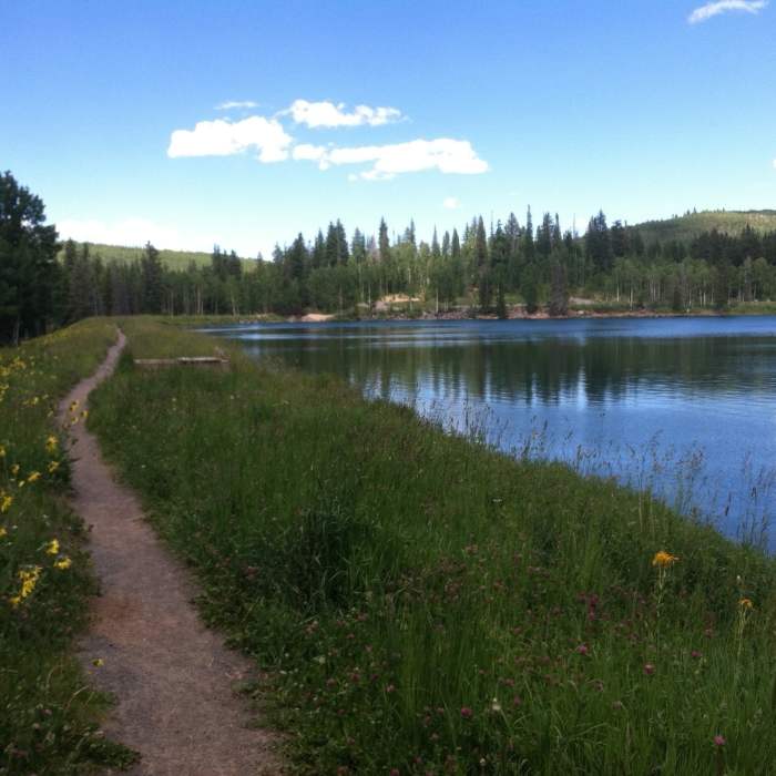 Near West Bench Trail #501