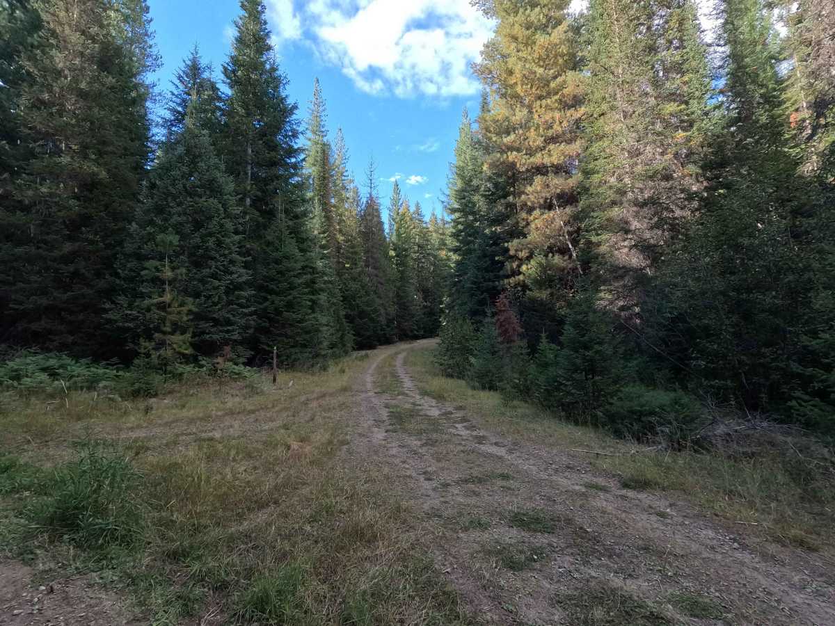 Tola - FS 461 trail photo