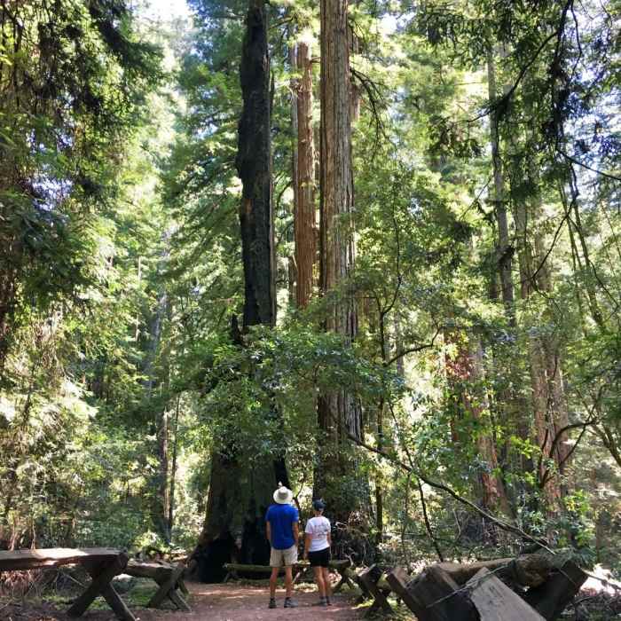 Near Armstrong Redwoods Tour