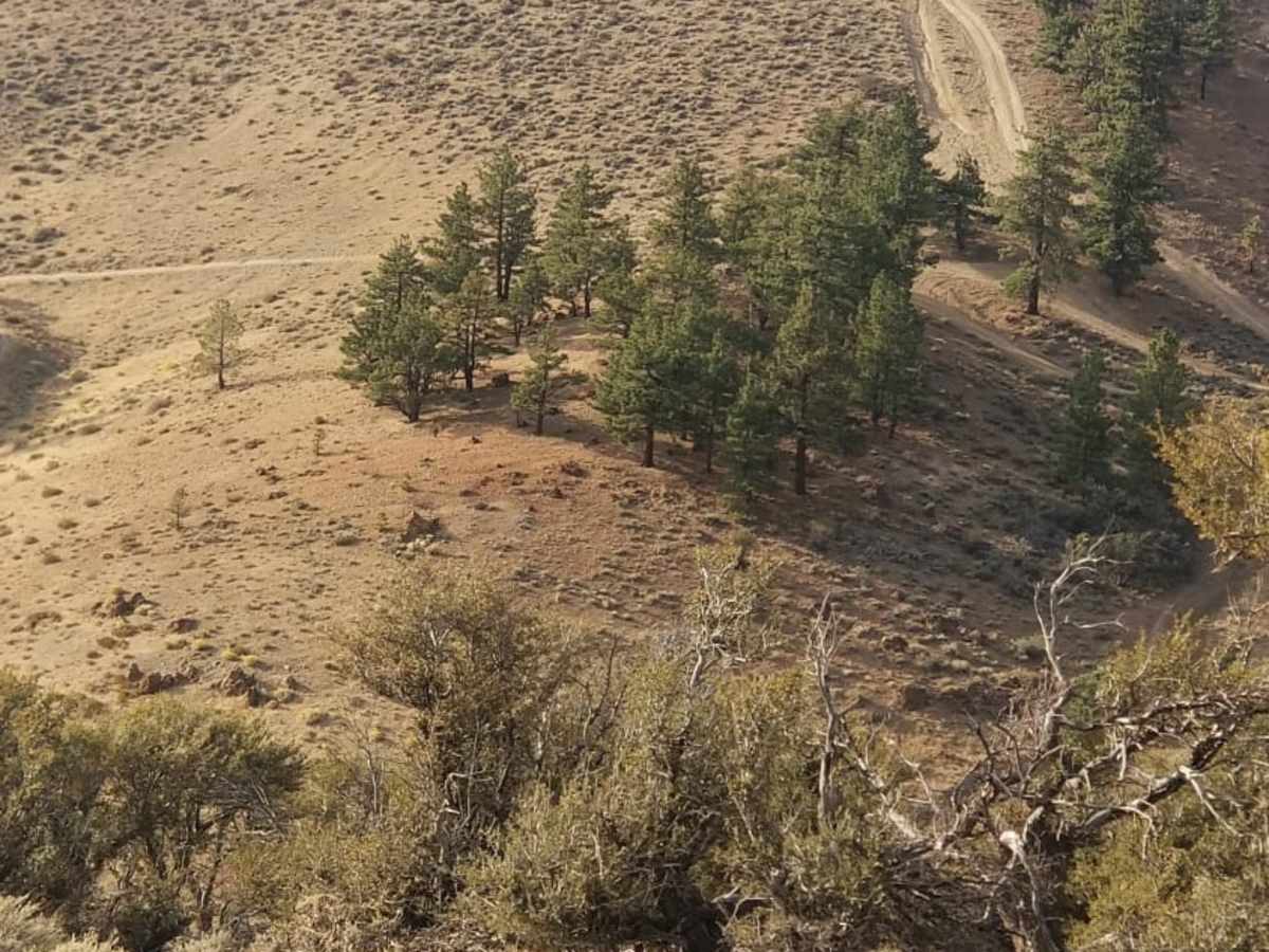 Peavine Prospector Run photo 3