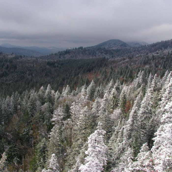 Near Mountains-to-Sea Trail: Hwy 215 to Black Balsam Knob