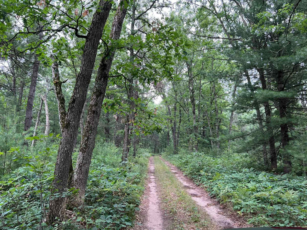 Forest Service Road 8259 photo 3