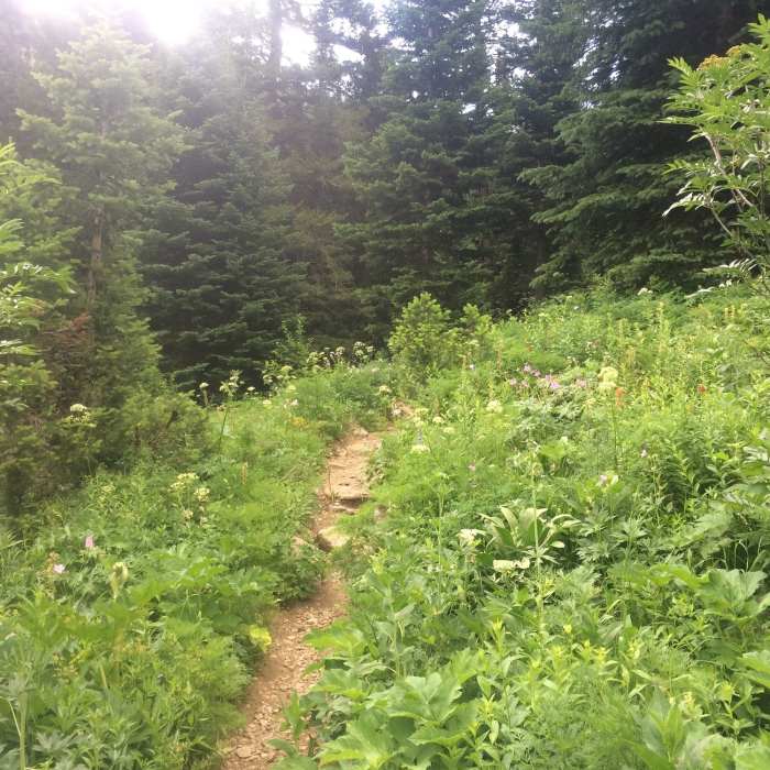 Near Alaska Basin Big Loop