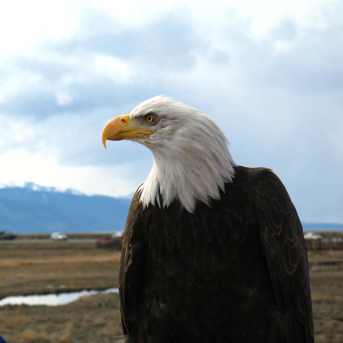 Bald Eagle Near Potter Marsh Tour