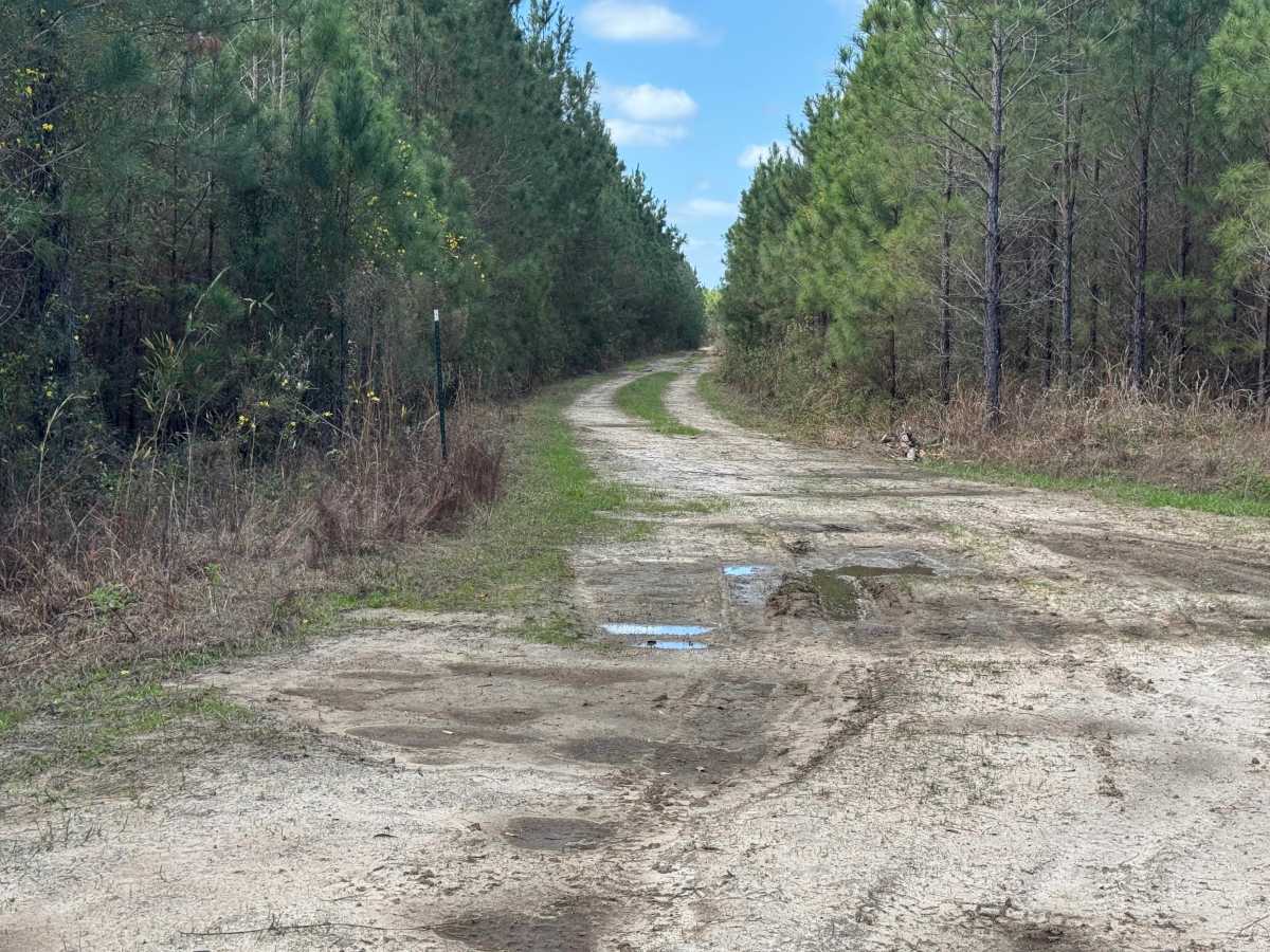 Dubignon Hammock Road photo 5