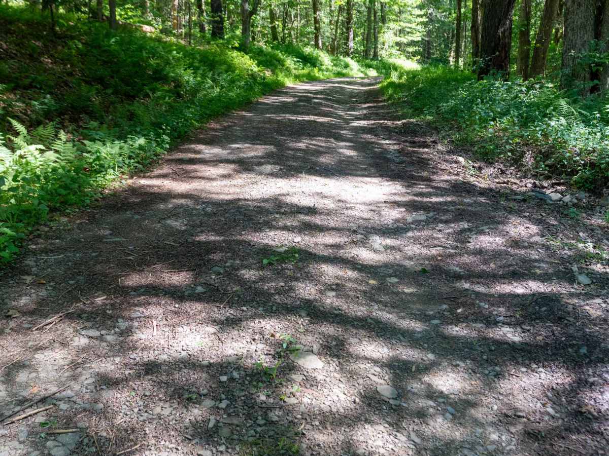 Chickadee Howl Road photo 4