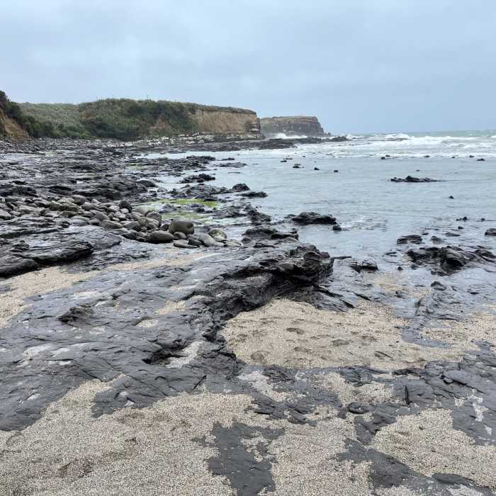 Near Curio Bay Track Near Curio Bay Track