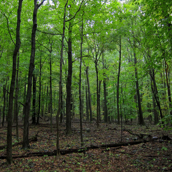 Near Roaring Brook Trail