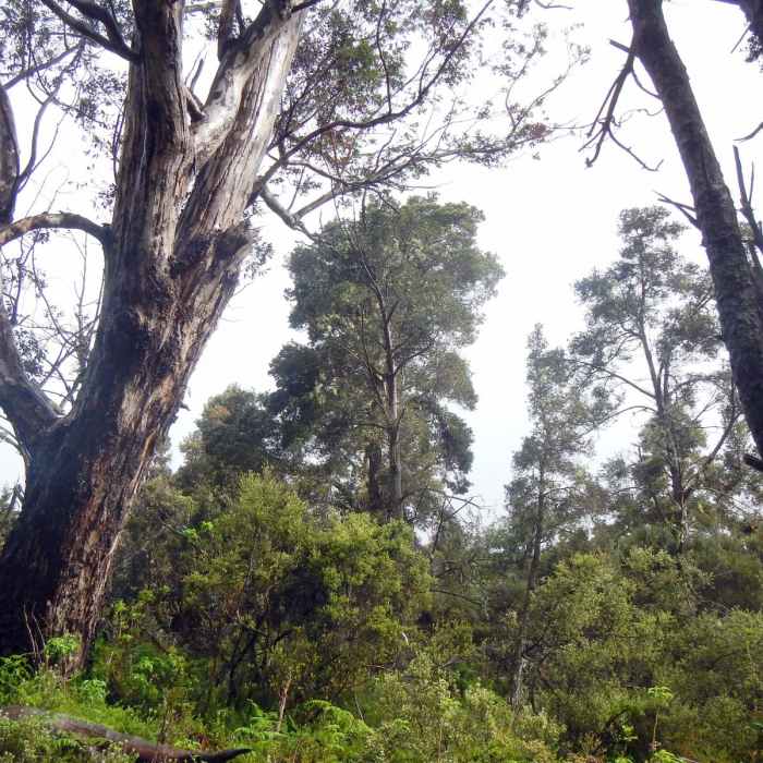 Near Hosmer Grove Near Hosmer Grove