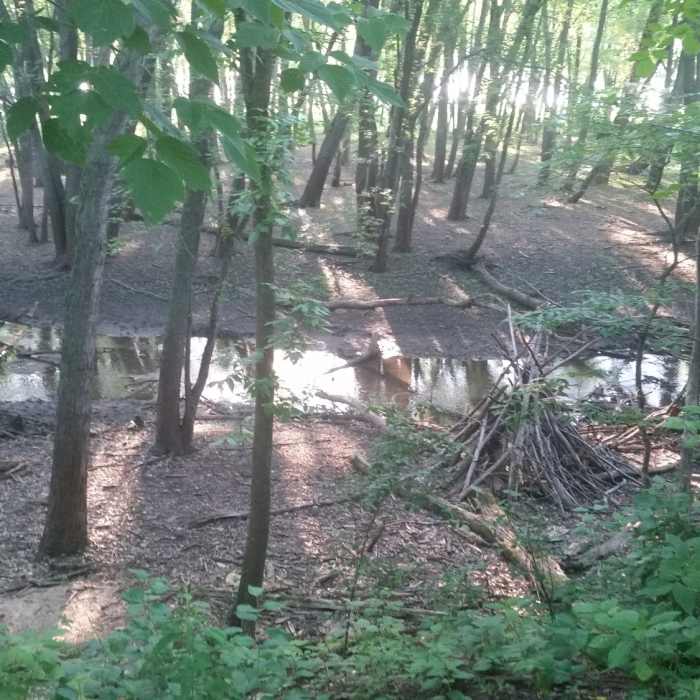 Trout Brook before it heads into the St. Croix Near Afton Tour North