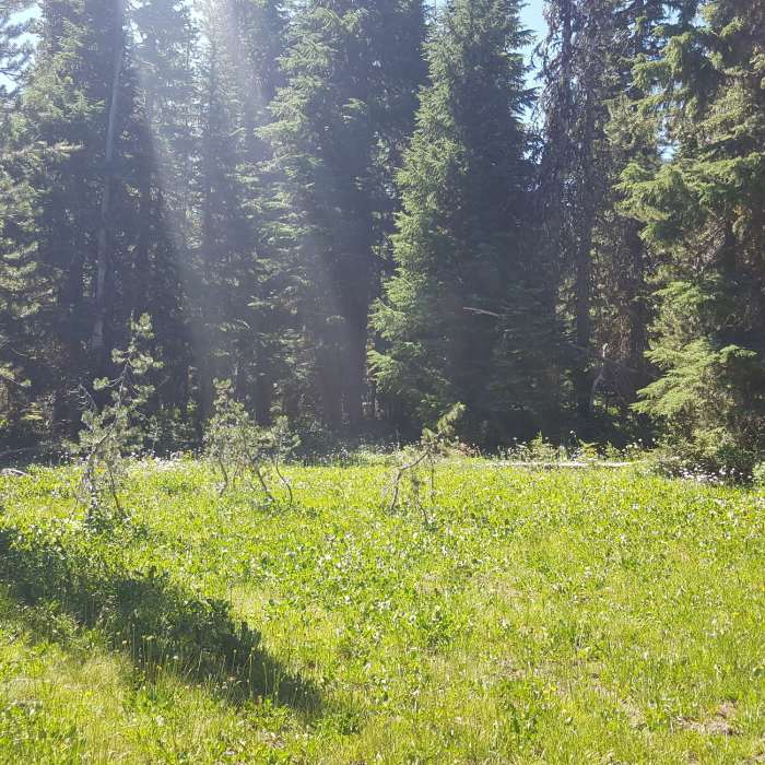 Near Boulder Lake and Bonney Meadows