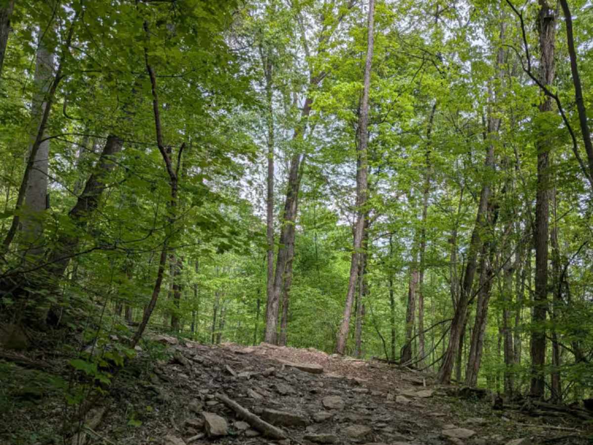Trail 87 photo 3