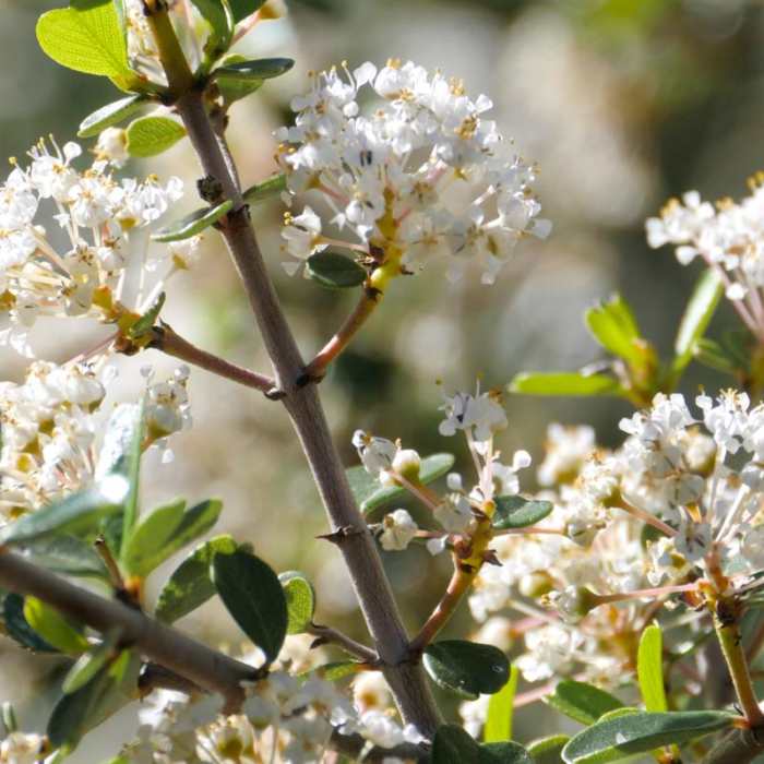 Near Eagle Peak Loop