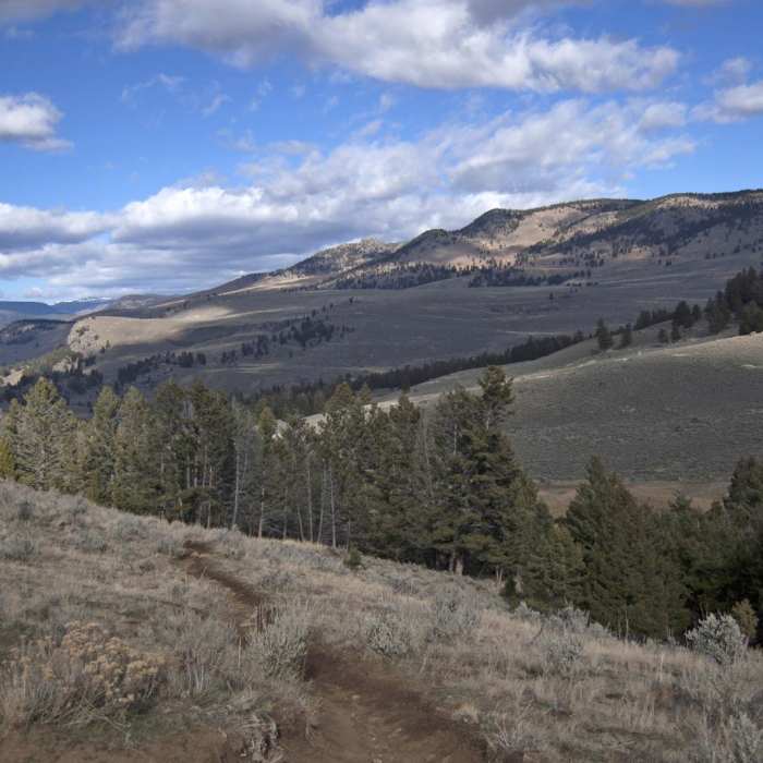 Near Yellowstone River Picnic Trail
