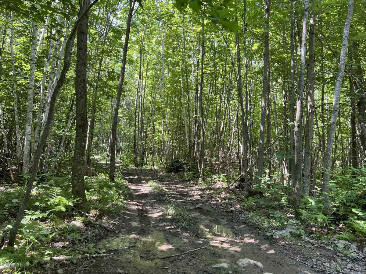 Forest County ATV/ SxS 8 Mile Loop Trail 6 photo 6