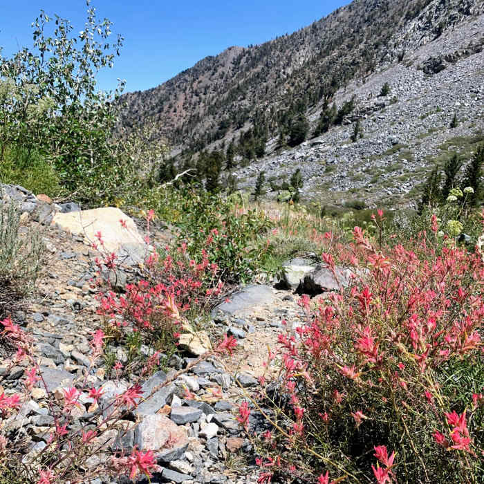 Near Baxter Pass Trailhead to Onion Valley