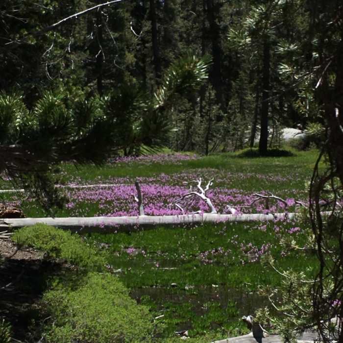 Near Lillian Lake Loop