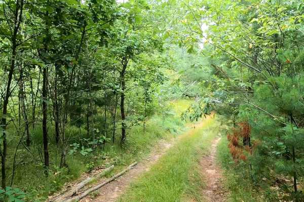 Narrow Wooded Grass Trail