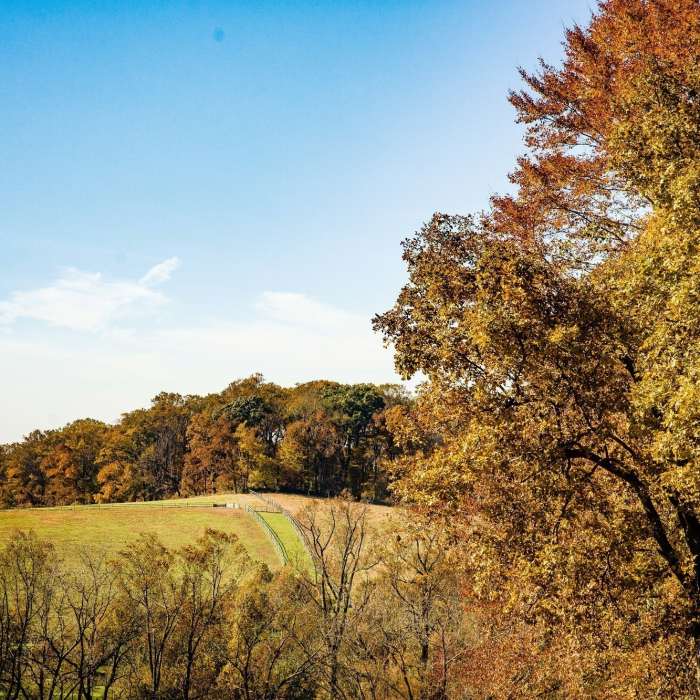 Near Redbud Trail