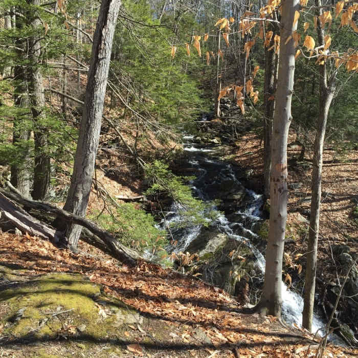 Near Reeve Biggers Trail