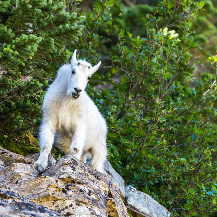 Near Reynolds Mountain Out-and-Back