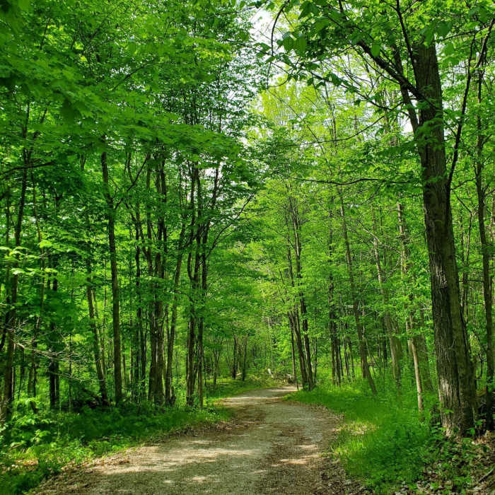 Near Silver Queen Mine Trail