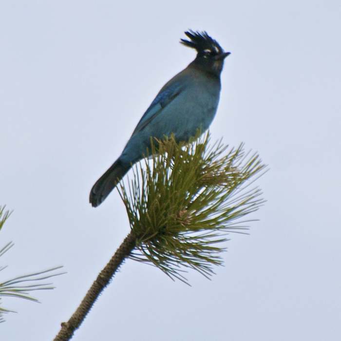 Near Enchanted Mesa Trail