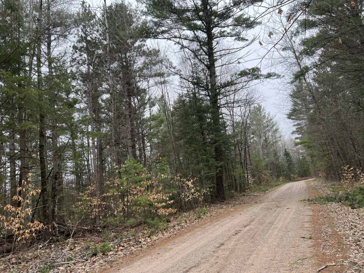 McCauley Creek Road - FS 2321 photo 3