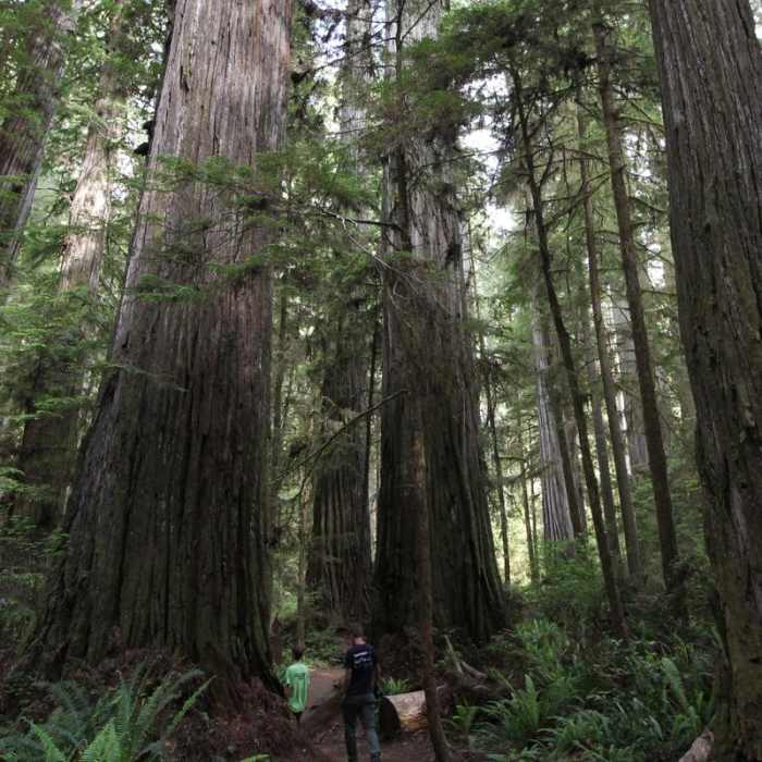 Near Boy Scout Tree Trail