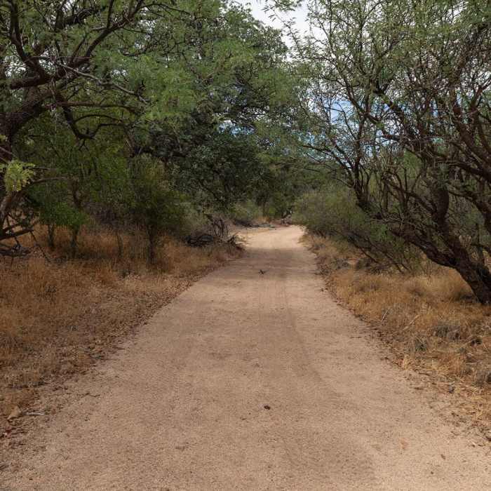 Near Cottonwood Wash