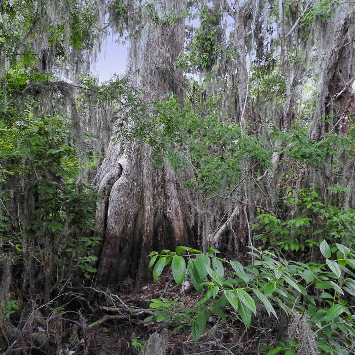 Cypress Swamp at Lettuce Lake Near Limpkin Loop