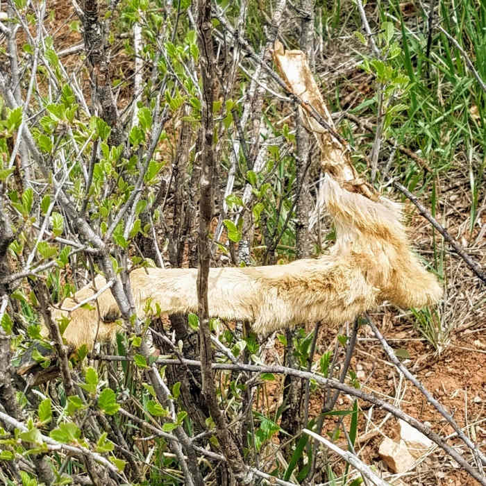Leftovers Near Ridgeline Trail