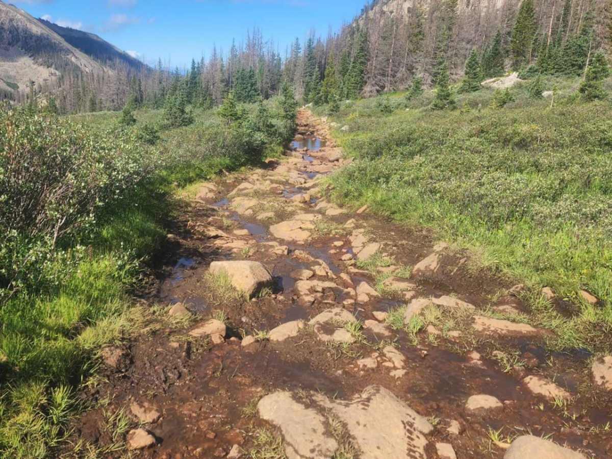 Williams Pass Trail trail photo